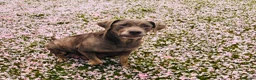 Labrador Retriever dogs for sale: 🐾 Kc reg labrador puppies 🐾  in Beccles - Advert 17