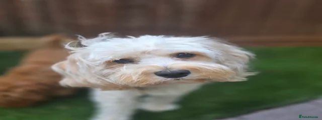 Lola