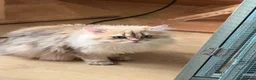 Scottish Fold cats for sale: Scottish Fold Kittens - 2 girls 1 boy  - Advert 8