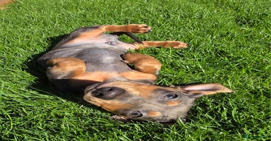 Miniature Dachshund dogs - Advert 5