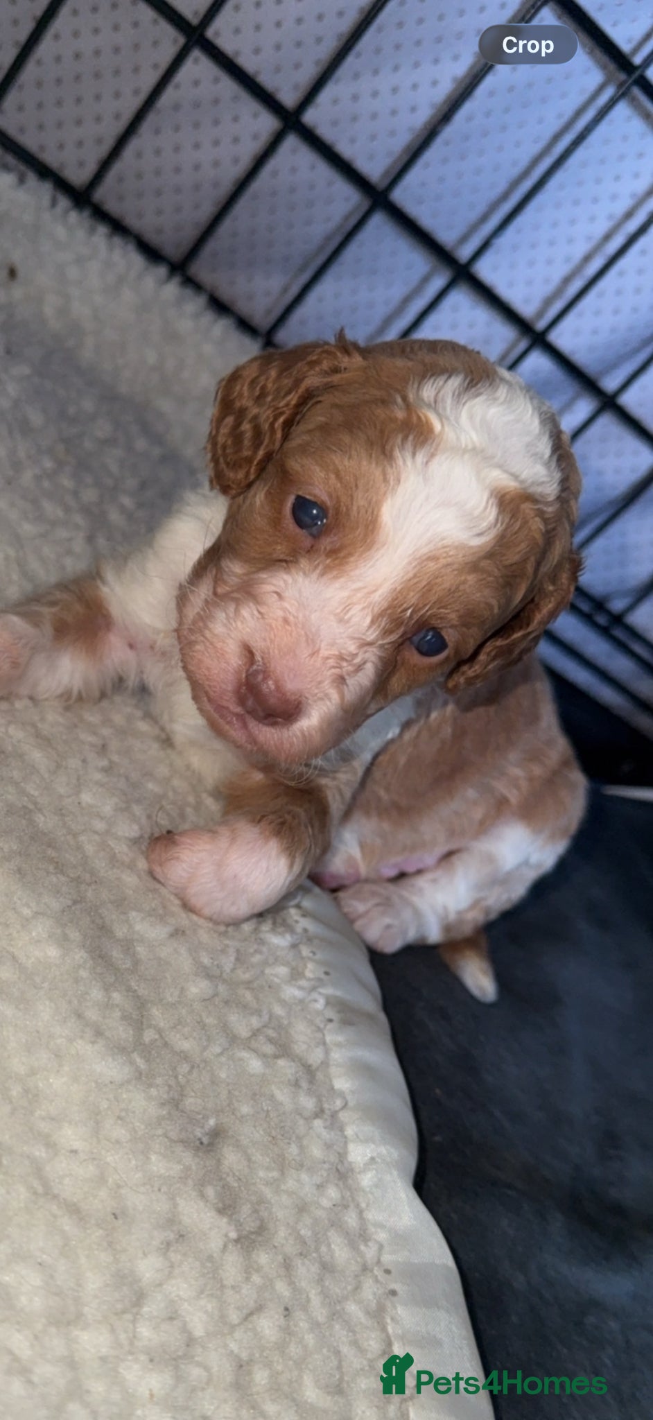Cockapoo dogs 4 beautiful girl cockapoo puppies &1 boy  left ❤️ - Advert 16