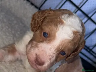 Cockapoo dogs 4 beautiful girl cockapoo puppies &1 boy left ❤️ - Advert 16