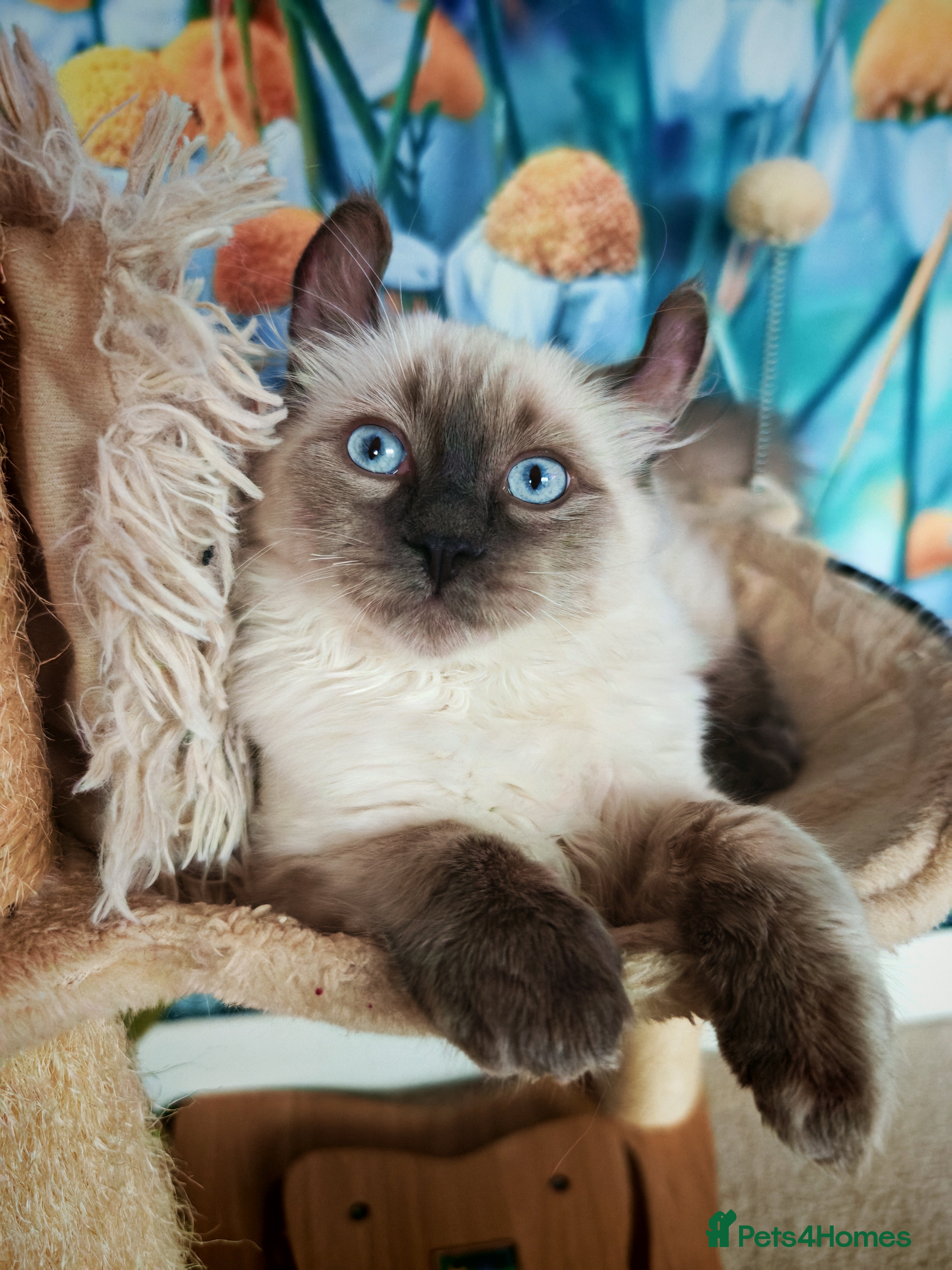 Mixed Breed cats RARE, Unique, Affectionate boys available!  - Advert 2