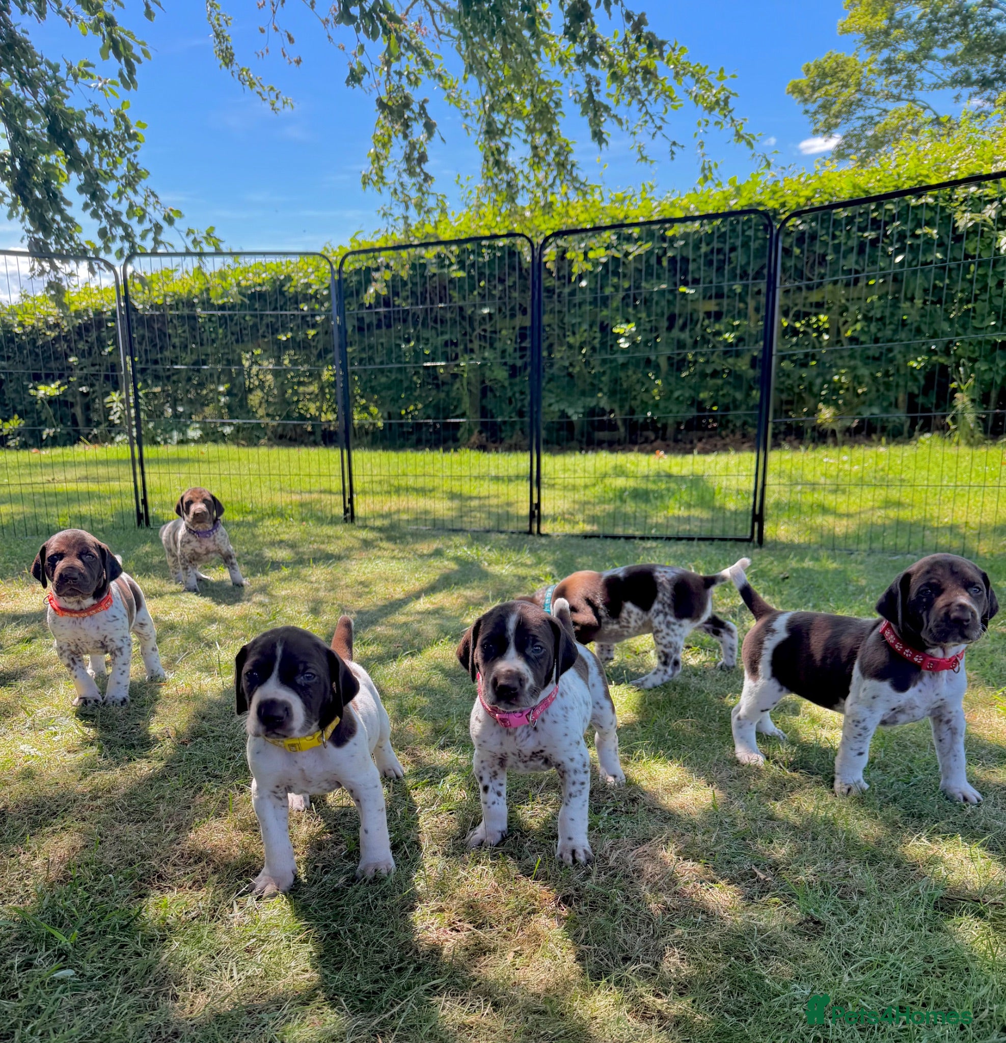 German Shorthaired Pointer dogs KC Registered German Shorthaired Pointer Puppies - Advert 1