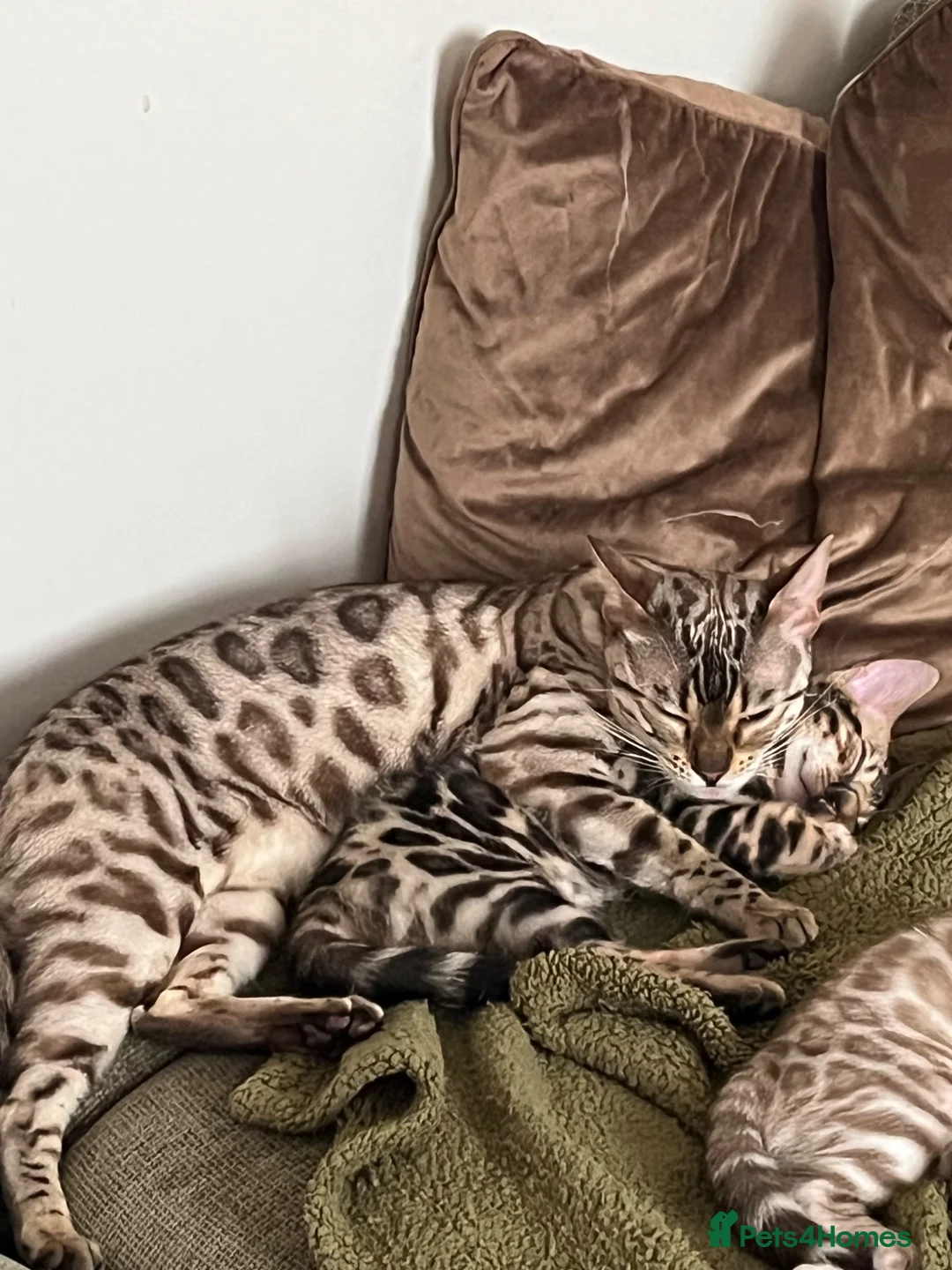 Bengal cats for sale: Stunning Bengal boy  - Advert 2