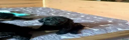 Cockapoo dogs for sale: Ready Now f1b Black & Brown Cockapoo Puppies! 🐾 - Advert 25