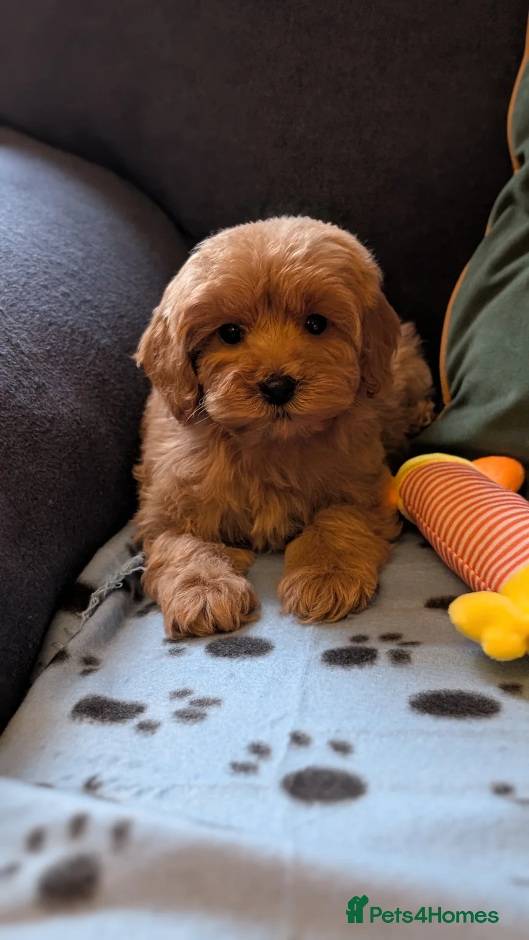 Maltipoo dogs for sale: Toy Maltipoo Puppies - READY NOW - Advert 1