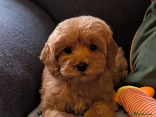 Maltipoo dogs Toy Maltipoo Puppies - READY NOW - Advert 8