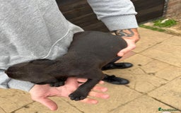 Mixed Breed dogs for sale: Outstanding quality litter of twelve pups - Image 20
