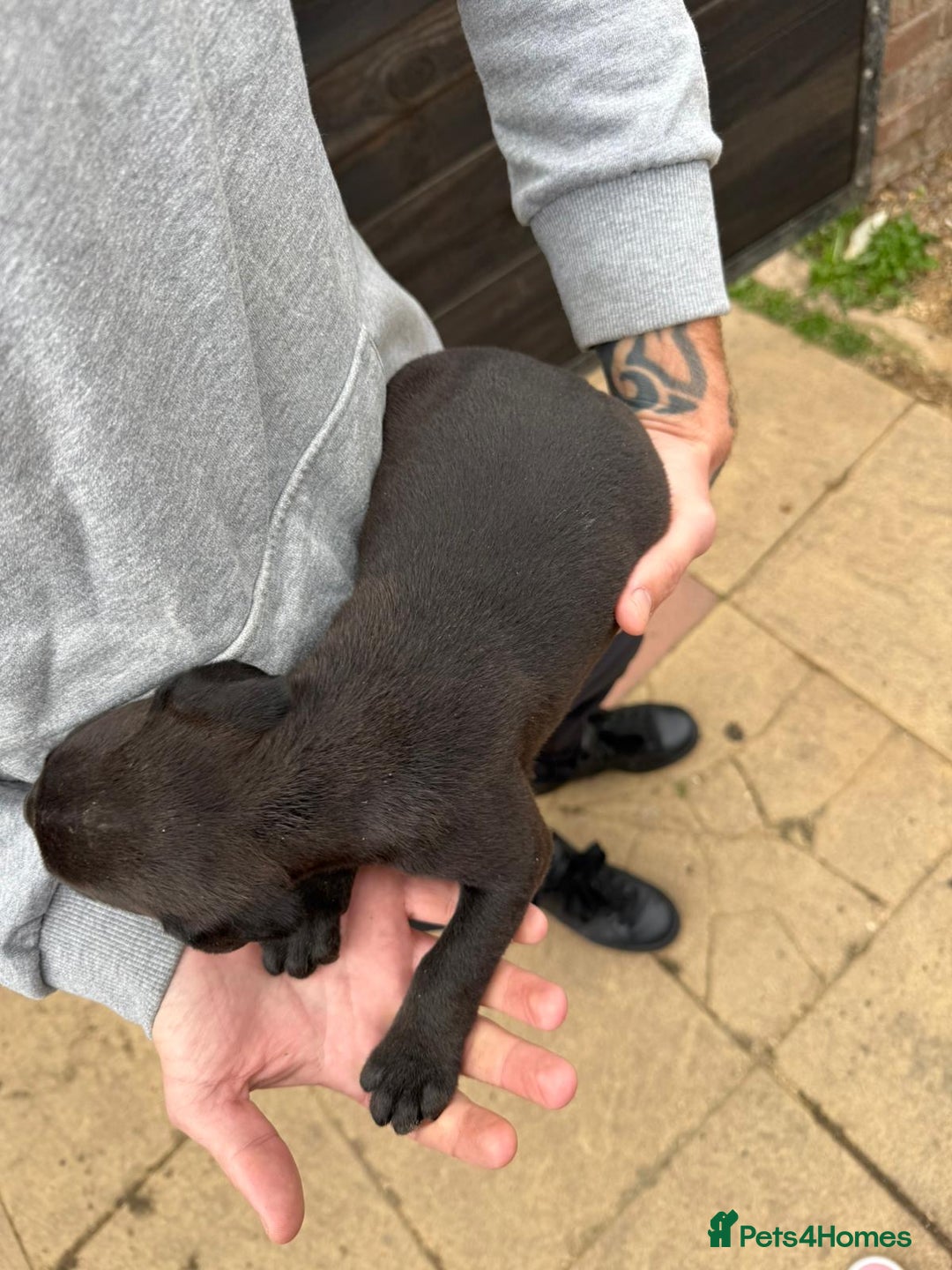 Mixed Breed dogs for sale: Outstanding quality litter of twelve pups - Image 20