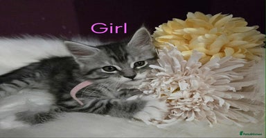 Maine Coon cats - Advert 3