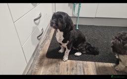 Lhasa Apso dogs for sale: 6 puppies  4 girls 2 boys - Image 1