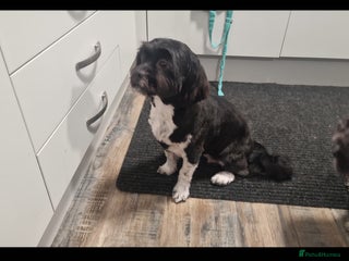 Lhasa Apso dogs - Advert 1