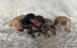 Cavapoo dogs for sale: Stunning Cavapoo puppies  - Image 11