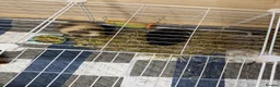 Guinea Pig rodents for sale: 2 bonded guinea pigs in Manchester - Advert 1