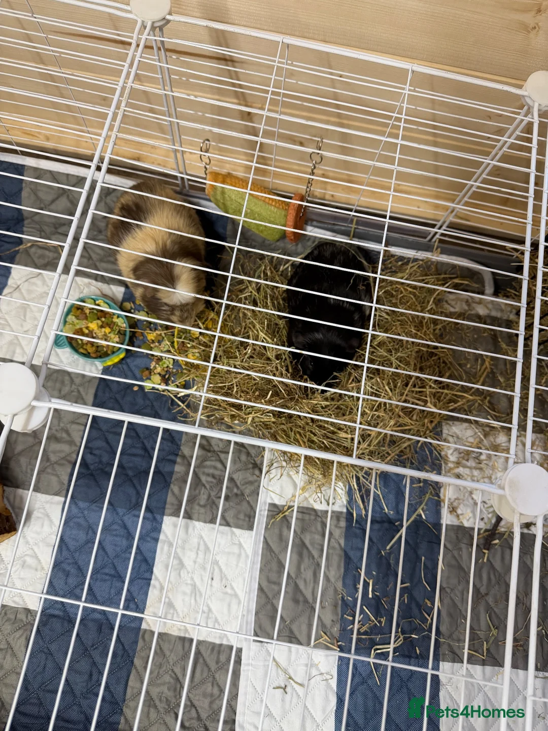 Guinea Pig rodents for sale: 2 bonded guinea pigs in Manchester - Advert 1