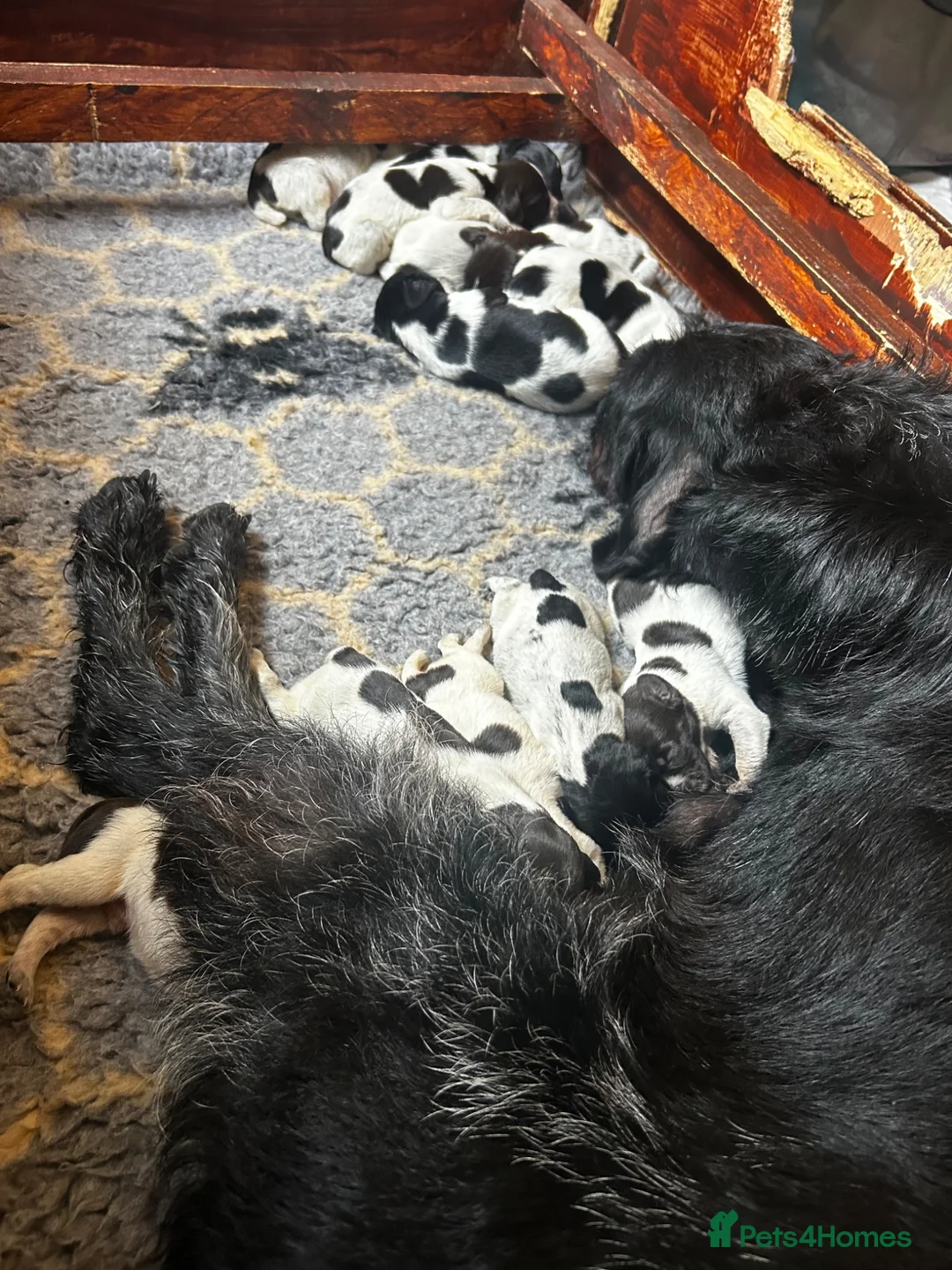 German Wirehaired Pointer dogs for sale: GWP Puppies For Sale - Advert 1