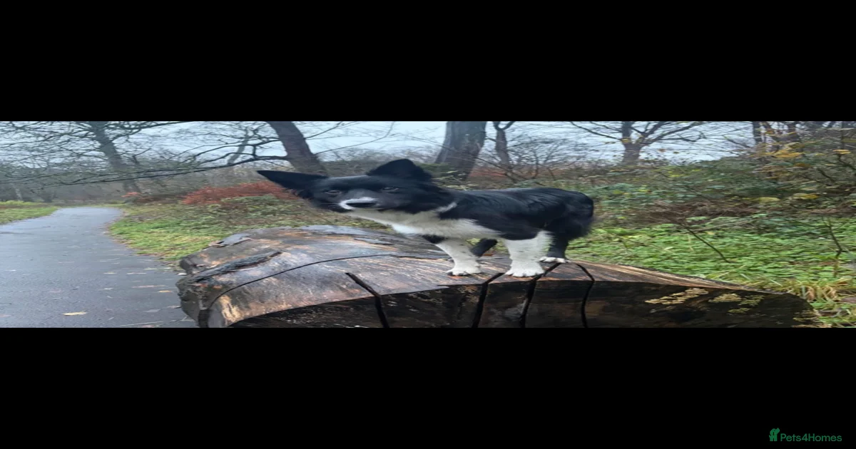 Border collie for sale in Wallsend | Pets4Homes