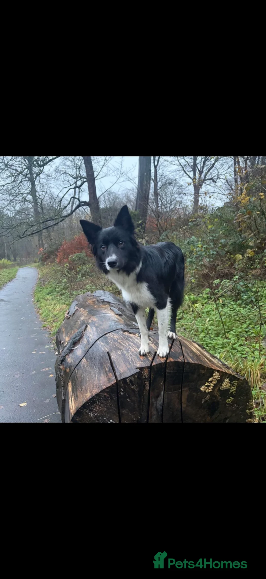 Border Collie dogs for sale: Border collie in Wallsend - Advert 1