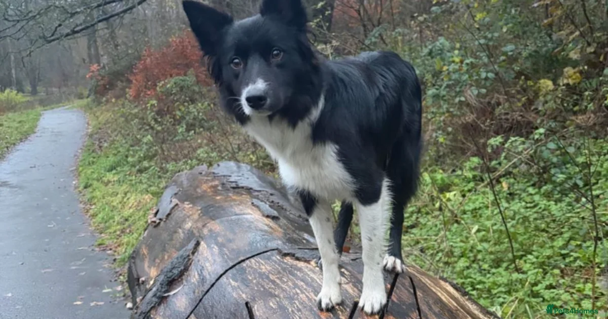 Border collie for sale in Wallsend | Pets4Homes