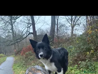 Border Collie dogs Border collie - Advert 1