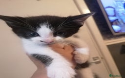 British Shorthair cats for sale: Kittens  - Image 2