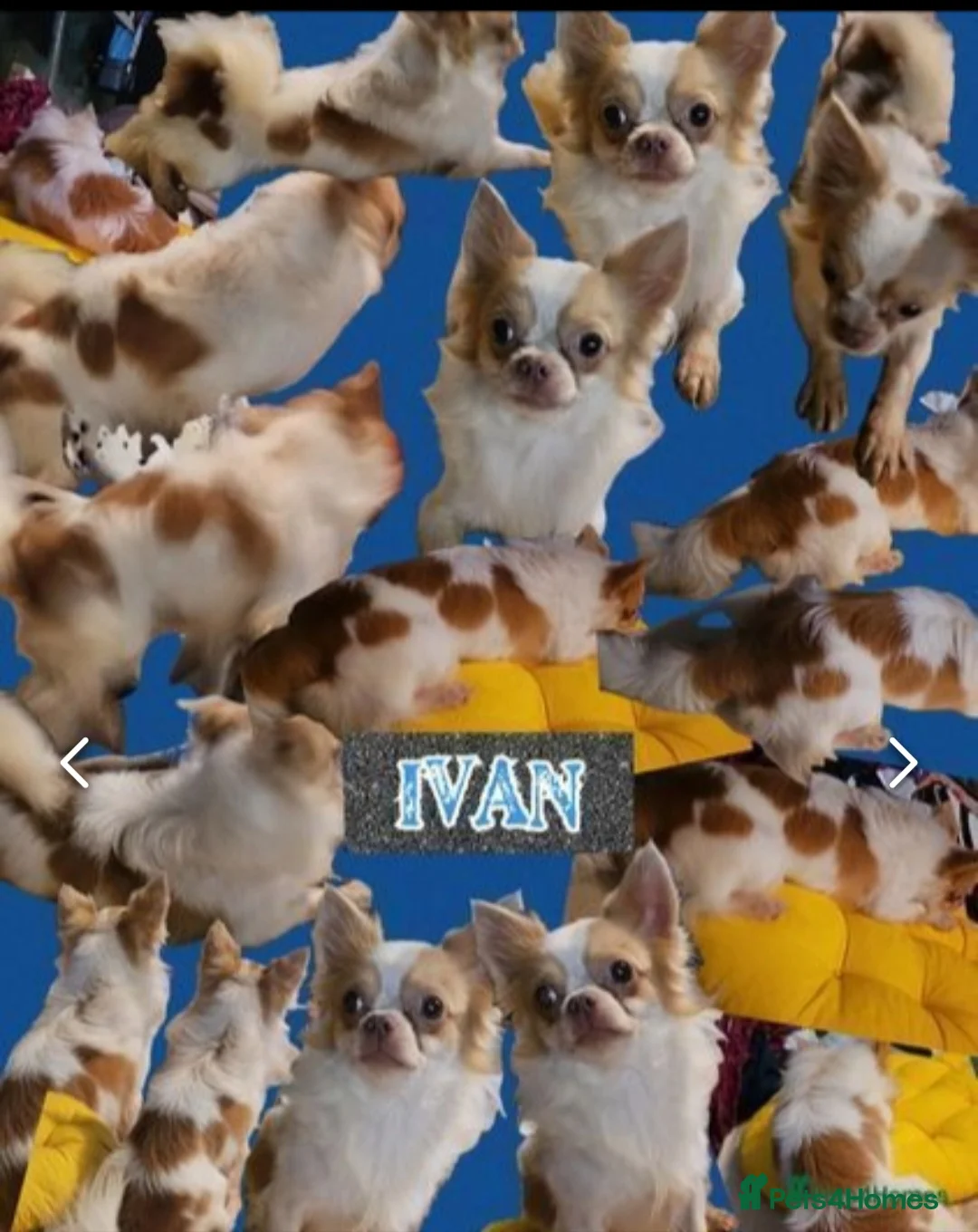 Chihuahua dogs for stud: Kc long haired chihuahua stud  in Wisbech - Advert 11