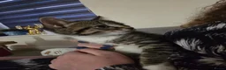 Mixed Breed cats for sale: Mainecoon cross tabby kittens £100 ONO - Advert 20