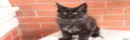 Maine Coon cats for sale: 🐾 WildPawzuk TICA Registered Maine Coon Kittens🐾 - Advert 8
