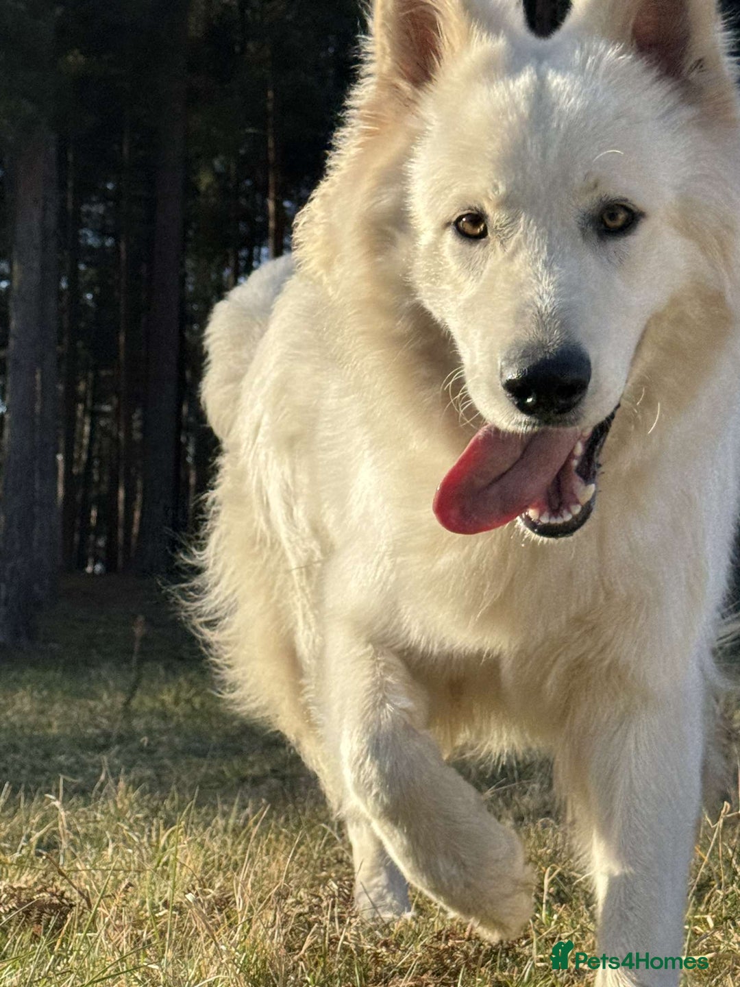 White Swiss Shepherd dogs for stud: White Swiss Shepherd Dog-Stud Available  - Advert 2