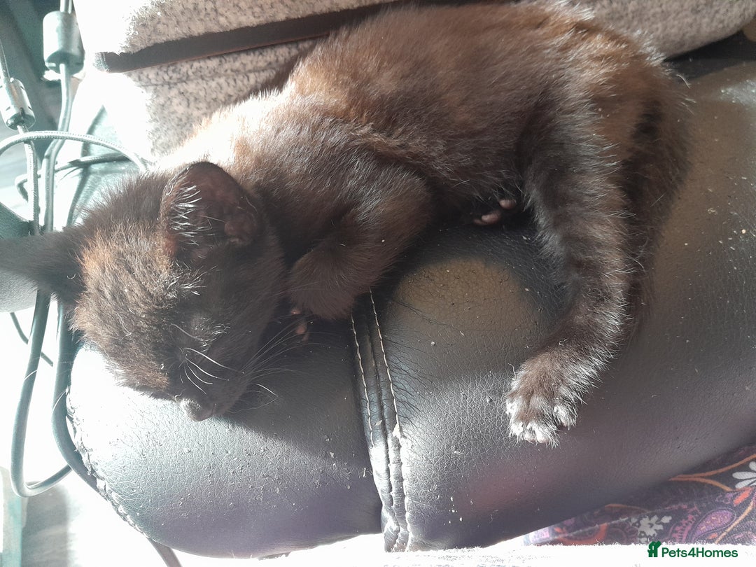 Mixed Breed cats for sale: 3 beautiful kittens - Image 4