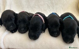 Patterjack dogs for sale: Patterdale x jackrussel  - Image 2