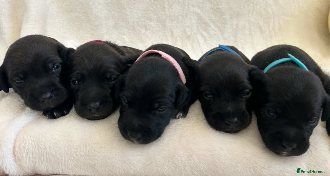 Patterjack dogs for sale: Patterdale x jackrussel  - Image 2