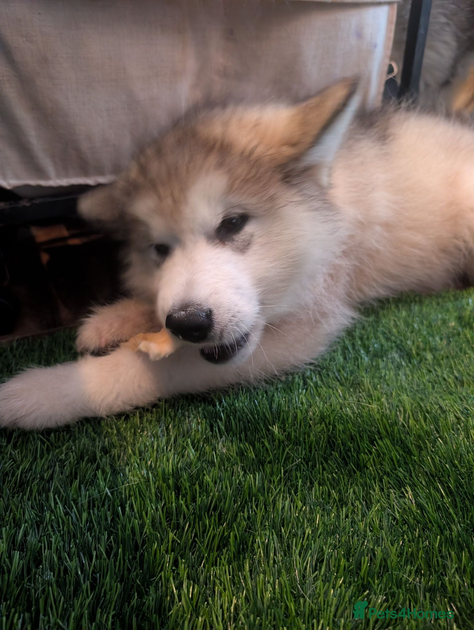 Alaskan Malamute dogs 2 Male Champ KC Reg Alaskan Malamute Puppies - Advert 4