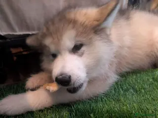 Alaskan Malamute dogs 2 Male Champ KC Reg Alaskan Malamute Puppies - Advert 4