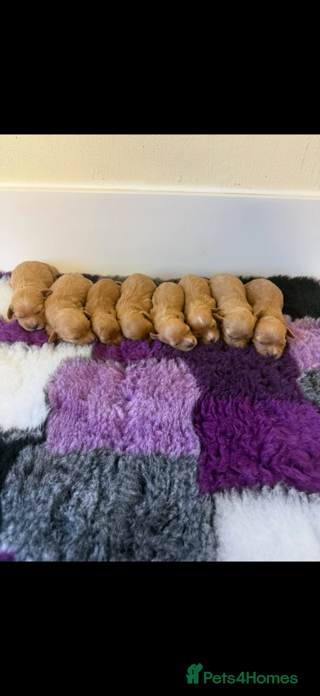 Miniature Poodle dogs for stud: 🏆270+ health checks 0.0%col miniature poodle stud - Advert 15