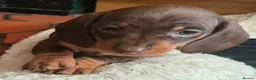 Miniature Dachshund dogs for sale: 3 stunning puppies looking for their forever homes - Advert 5
