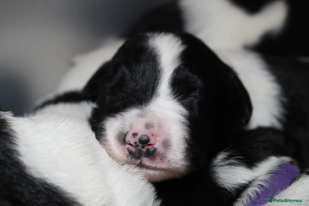 Sprollie dogs for sale: Intelligent & Affectionate Sprollie Puppies  - Advert 5