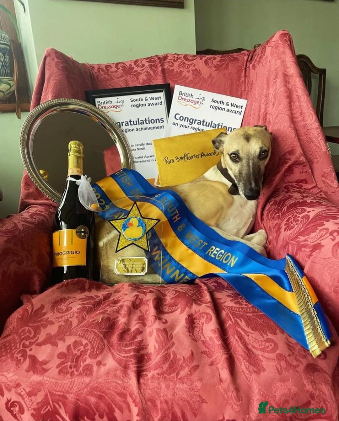 Mixed Breed dogs for sale: Bedlington terrier whippetXwhippet puppies - Image 7