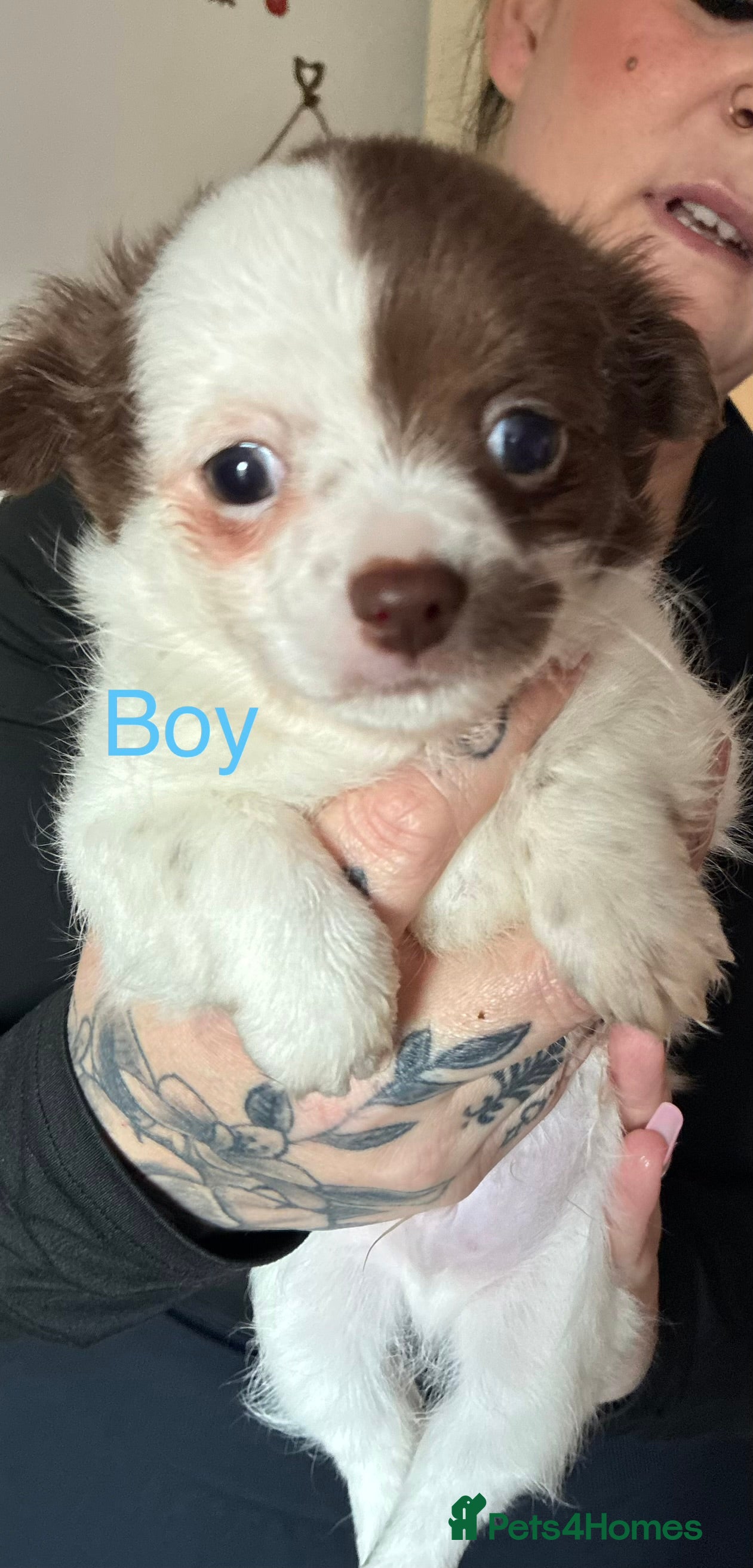 Chihuahua dogs Chihuahua boy  - Advert 1