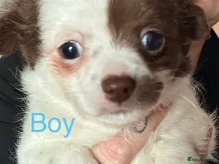 Chihuahua dogs Chihuahua boy - Advert 1