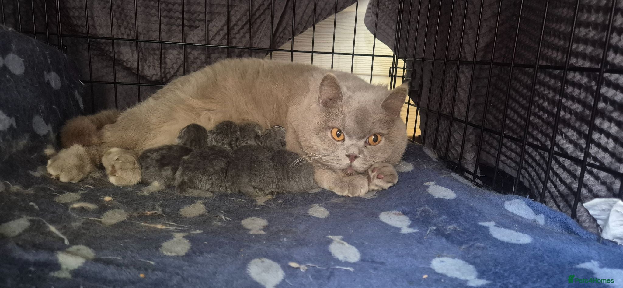 British Shorthair cats Purebred british shorthair kittens - Advert 4