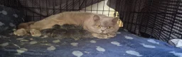 British Shorthair cats for sale: Purebred british shorthair kittens in Wigton - Advert 1