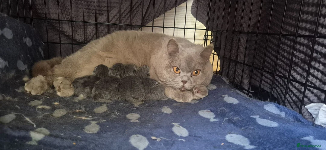 British Shorthair cats for sale: Purebred british shorthair kittens in Wigton - Advert 1