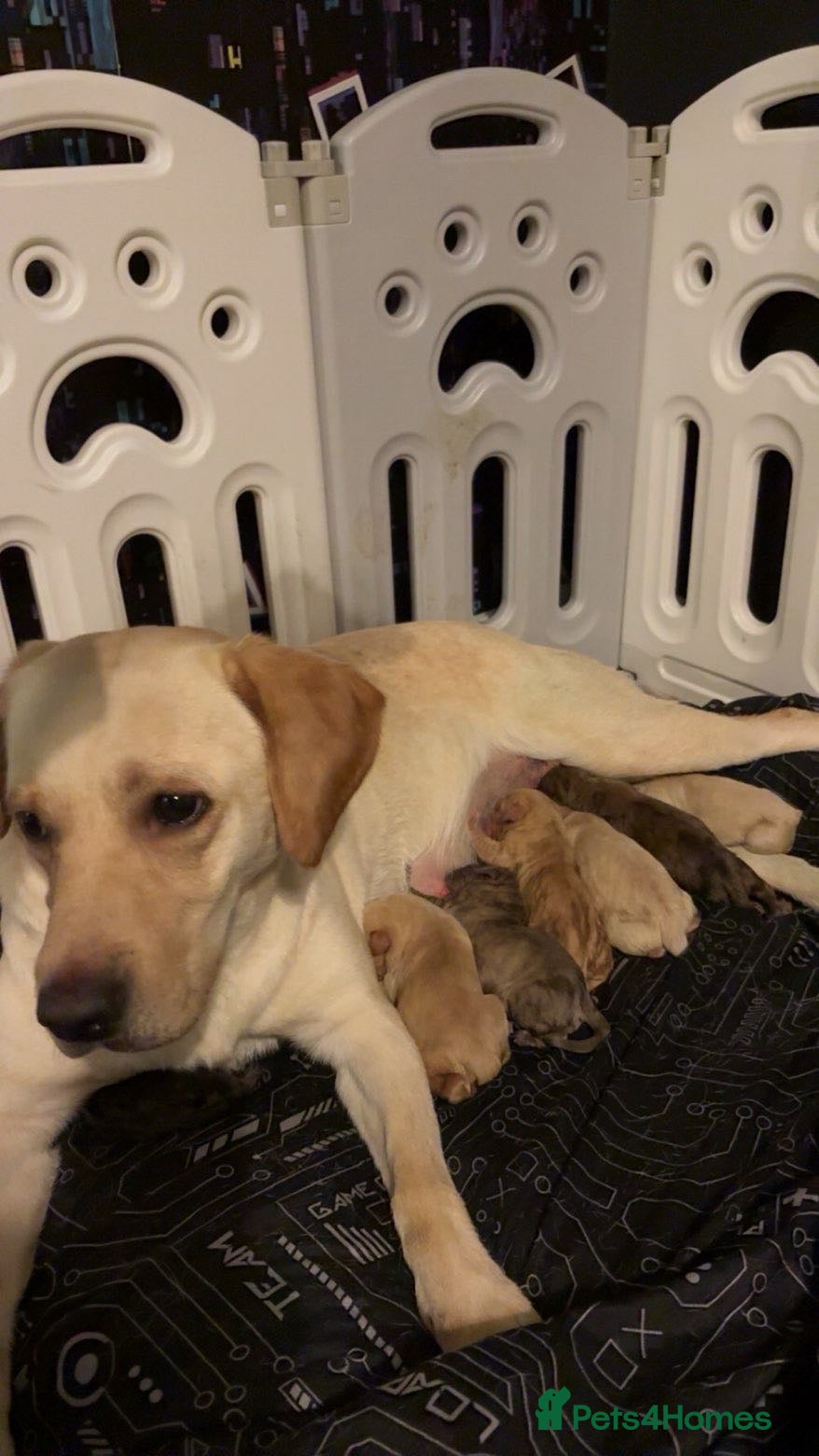 Mixed Breed dogs for sale: Puppies for sell  in Edinburgh - Advert 1