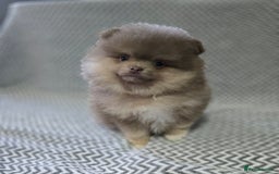 Pomeranian dogs for sale: KC outstanding puppies lilac tan lavender chocolat - Image 6