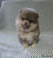 Pomeranian dogs - Advert 3