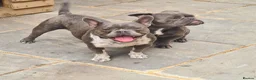 American Bully dogs for sale: Socks & Dolly looking for forever homes - Advert 7