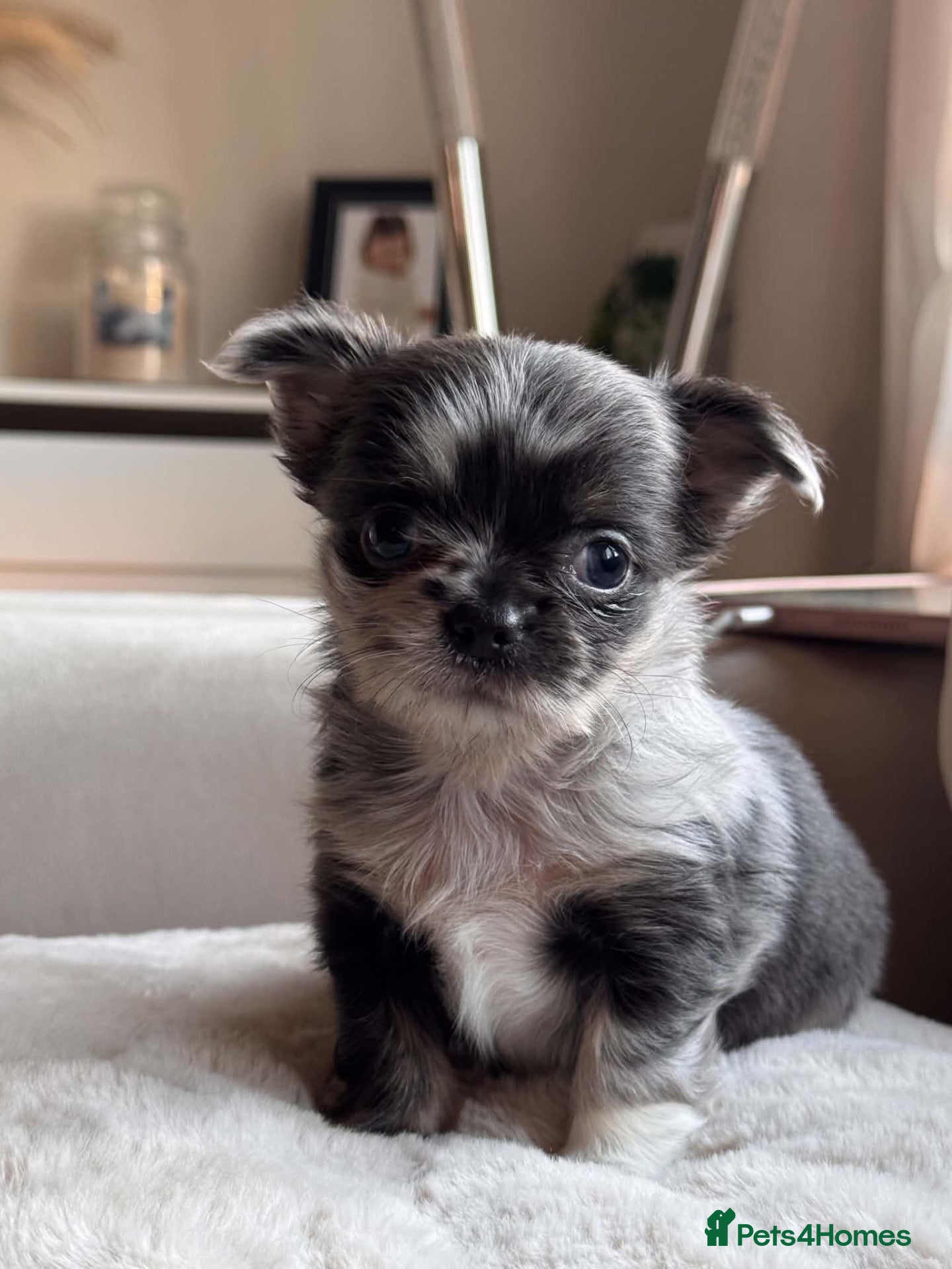Chihuahua dogs Beautiful Longhair Chihuahuas  - Advert 15