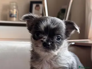 Chihuahua dogs Beautiful Longhair Chihuahuas - Advert 15